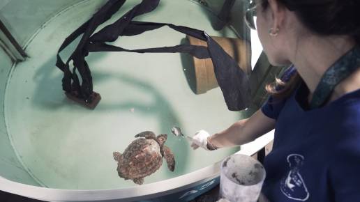 Una tortuga boba con restos de un globo ingresa en el Oceanogràfic tras aparecer varada en una playa de Torrevieja