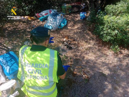  Detenido por la muerte de 9 cachorros de podenco a los que abandonó en una bolsa entre la maleza