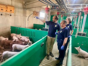 La Junta apoya una investigación de alimentación animal para reducir la huella de carbono en el sector porcino