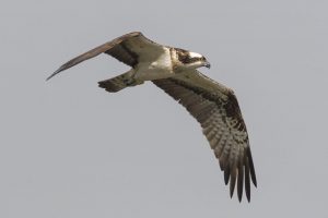 Doce águilas pescadoras llegan desde Escocia hasta La Marjal de Pego-Oliva para recuperar esta especie en la Comunitat