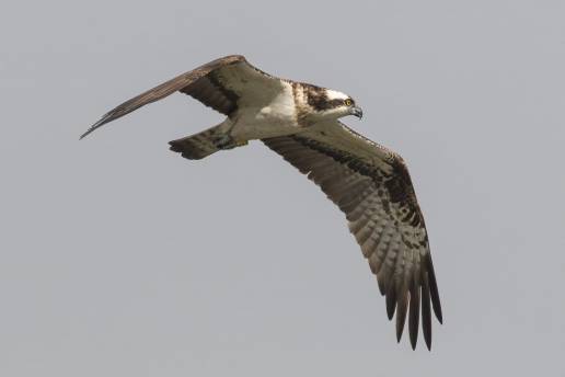 Doce águilas pescadoras llegan desde Escocia hasta La Marjal de Pego-Oliva para recuperar esta especie en la Comunitat