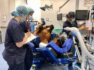 Un estudio impulsado por expertos de la CEU UCH detecta la reducción mundial de la mortalidad anestésica en caballos