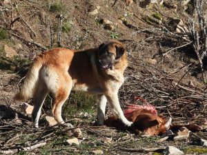 Fapas capta a un mastín comiendo restos de una cabra, daños que se asociaban a lobos cerca de Gijón