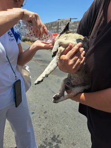 Detienen a un hombre por abandonar un perro en un contenedor de basura en Vecindario (Gran Canaria)