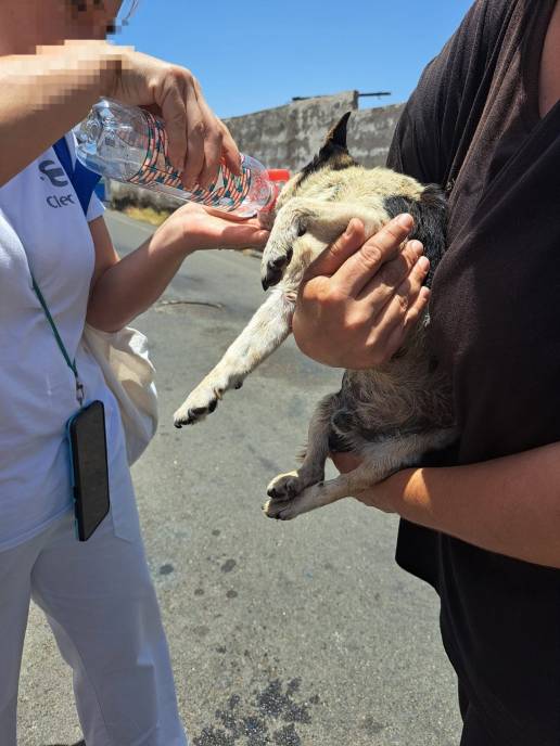 Detienen a un hombre por abandonar un perro en un contenedor de basura en Vecindario (Gran Canaria)