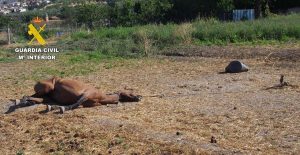  A disposición judicial un investigado por abandono y maltrato a dos caballos en Dúrcal