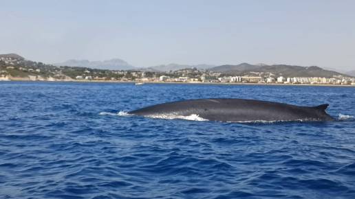 Estudian la migración del rorcual común, segundo animal más grande del planeta, frente a las costas de Dénia (Alicante)