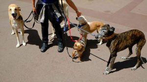 Barcelona repartirá 2.000 paquetes de bolsas para recoger heces de perros este lunes y martes