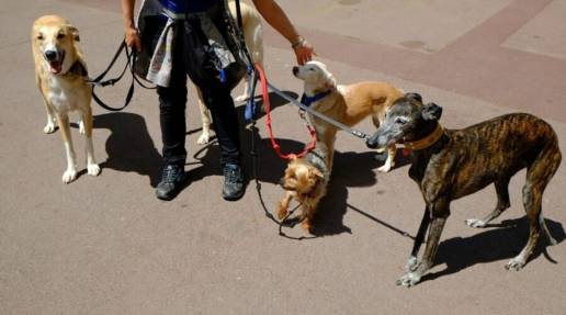 Barcelona repartirá 2.000 paquetes de bolsas para recoger heces de perros este lunes y martes