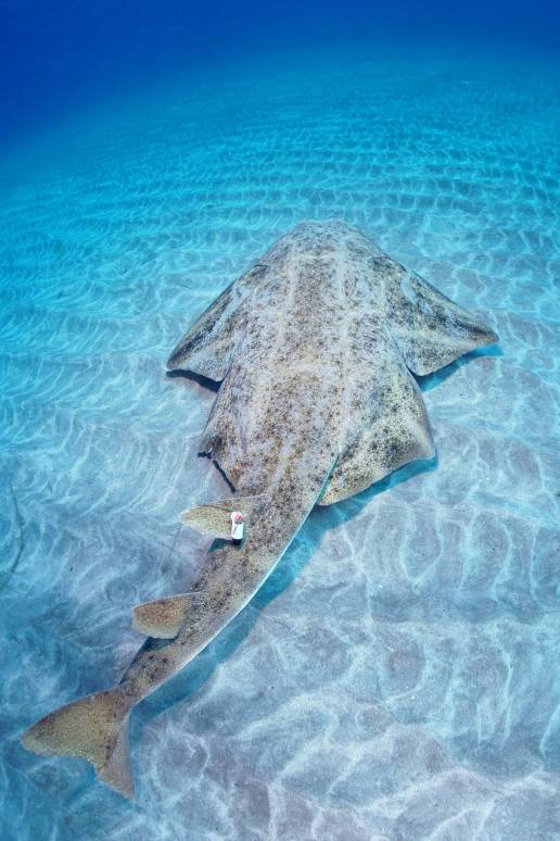 Un estudio sobre angelotes señala que el aumento de temperatura del mar altera el comportamiento reproductivo de hembras