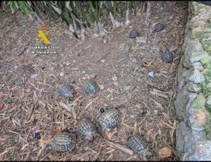 Denuncian a una persona por tener 18 ejemplares de tortuga europea en su casa de Sant Llorenç des Cardassar