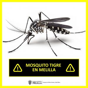 Detectan por primera vez al mosquito tigre en Melilla: Salud Pública lanza recomendaciones para frenar su propagación