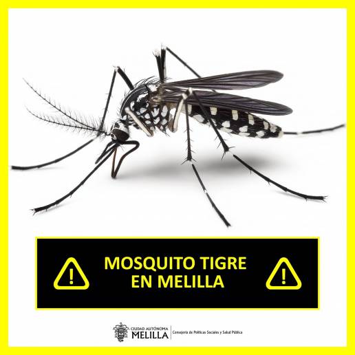 Detectan por primera vez al mosquito tigre en Melilla: Salud Pública lanza recomendaciones para frenar su propagación