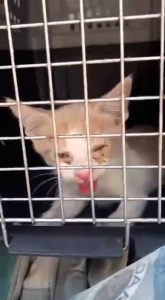 Denuncian a la protectora de animales de Ibiza por dejar a un gato en un vehículo aparcado al sol y sin ventilación