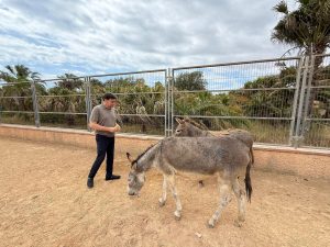 El Ayuntamiento aumenta un 20% el presupuesto de la protectora, que acoge a más de mil animales desde 2024