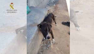 El Seprona investiga a una persona por abandonar a un perro atado al sol en Valdepeñas