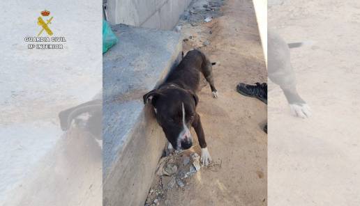El Seprona investiga a una persona por abandonar a un perro atado al sol en Valdepeñas