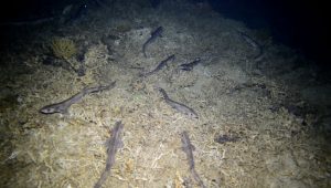 Detectan niveles elevados de mercurio en un tiburón del Mediterráneo occidental