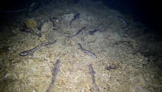 Detectan niveles elevados de mercurio en un tiburón del Mediterráneo occidental