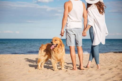 València realiza el primer gran estudio para mejorar la convivencia de personas y animales domésticos