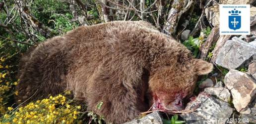 Fapas alerta del aumento de osos muertos en Asturias