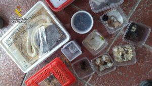 Detenidos por intentar introducir animales de especies protegidas desde el Puerto de Cádiz