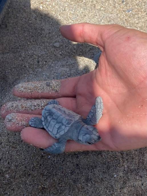 Hallan 11 pequeñas tortugas marinas y 129 huevos en una playa de Almassora