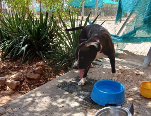 El Centro Municipal Canino de Valdepeñas da una segunda oportunidad a Ares, el perro abandonado a pleno sol