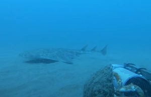 Tiburón ángel: raro avistamiento en Gales