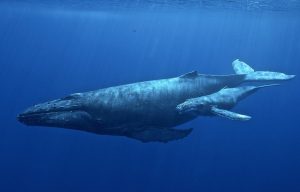 Los satélites se quedan cortos al medir los viajes de las ballenas