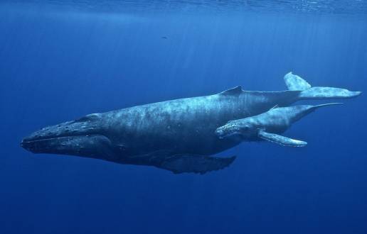 Los satélites se quedan cortos al medir los viajes de las ballenas