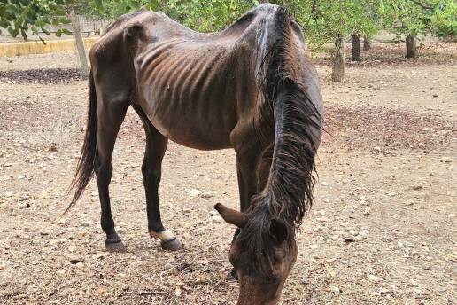 Rescatados dos caballos en 