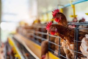 Detectado el virus de Influenza Aviar en una explotación de aves de corral en Ahillones (Badajoz)