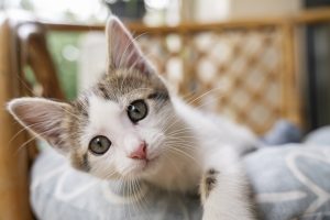 Los gatos podrían ayudar a mejorar el conocimiento sobre la COVID persistente