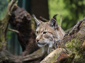 La Comunidad reivindica ante la UE la necesidad de renovar y ampliar el programa LIFE para recuperar el lince ibérico