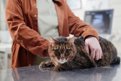 Caso clínico: Células madre mesenquimales alogénicas derivadas de tejido adiposo para la enfermedad renal crónica felina grave