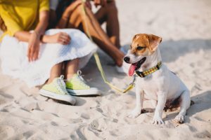 Veterinario aconseja sobre la prevención de las enfermedades en mascotas este verano