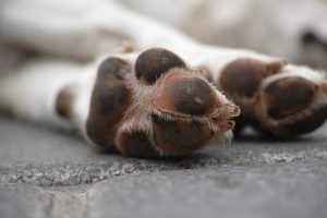 La Policía Local de Cáceres localiza y captura a un perro que mordió a una persona en un parque infantil