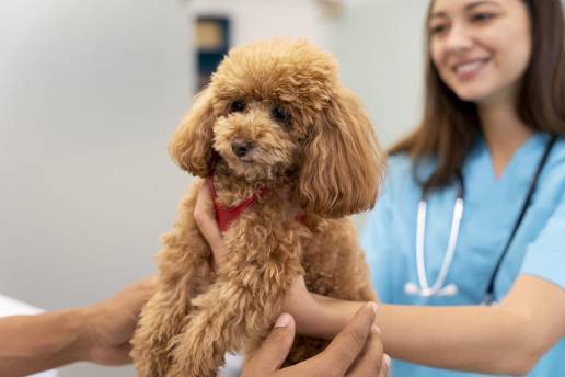 Cuando el tiempo es clave: cómo un equipo veterinario de Sevilla logró salvar la vida de un paciente en un caso de enfermedad cerebral grave