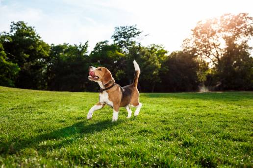 Torrelavega destina 40.000 euros a subvenciones para proyectos de bienestar animal