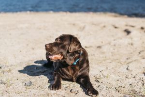 Las altas temperaturas pueden afectar a nuestra mascota: ¿cómo evitar los golpes de calor?