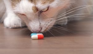 El Congreso mantiene el acuerdo de ERC y PSOE sobre veterinarios en la Ley que crea la Agencia de Salud Pública