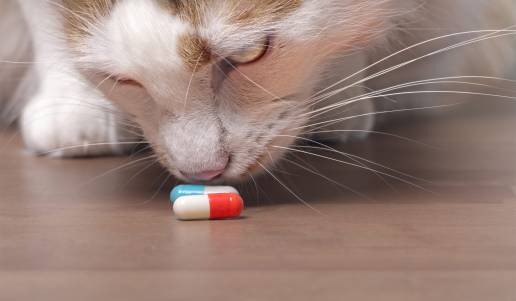 El Congreso mantiene el acuerdo de ERC y PSOE sobre veterinarios en la Ley que crea la Agencia de Salud Pública