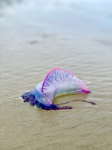 Identifican cuatro especies distintas de carabela portuguesa