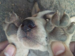 Investigan a una persona por vender cachorros con amputación de rabo sin justificación veterinaria en Cuenca