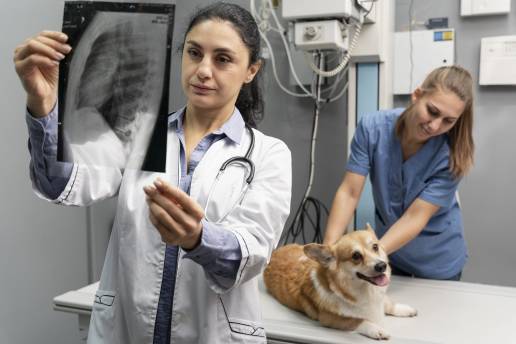 Comparación de la tomografía computarizada torácica y los informes quirúrgicos en perros y gatos