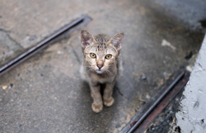 Abandono animal en verano: ¿por qué lo sufren más los gatos?