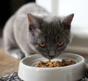 Comprender su lenguaje y crear un hogar a su medida, entre las diez claves para un gato sano y feliz