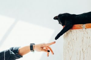 ¿Eres alérgico a los gatos? Cinco datos que quizás no conocías y cómo prevenirlo