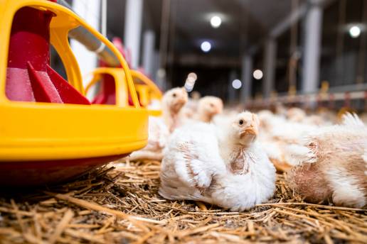 La regulación a la baja de MFN1 inducida por el estrés crónico contribuye al hígado graso en los pollos